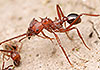 acromyrmex_striatus